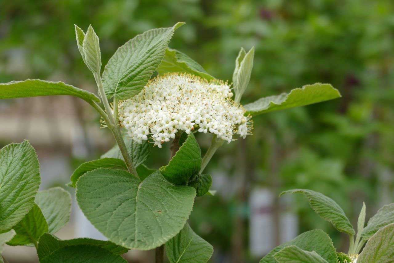Villaheisi